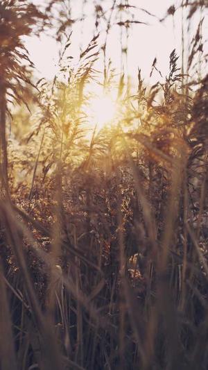 福田seo优化公司截图3