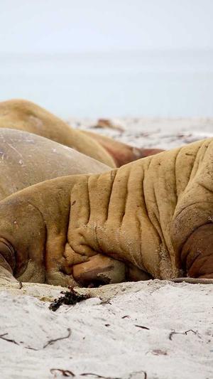 蜘蛛池有什么作用吗截图3