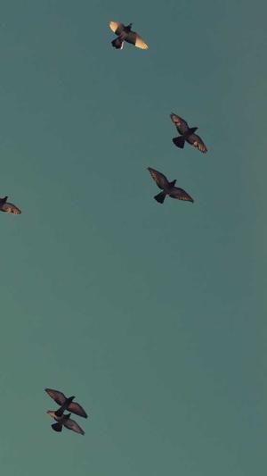 重庆自动seo优化截图3