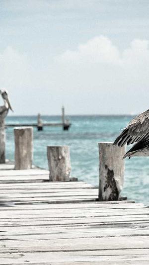 梦幻西游手游私服脚本截图2