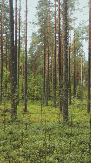 梦幻西游手游私服脚本截图1