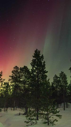 小旋风蜘蛛池作用截图5