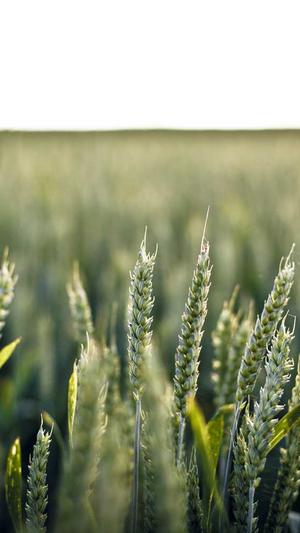 重庆seo排名优化截图2