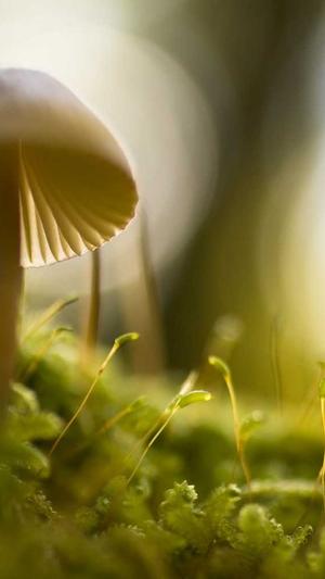 搜狗泛目录推送截图2