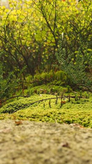 小旋风蜘蛛池效果图截图4