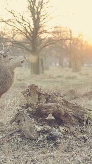 重庆seo优化服务截图2