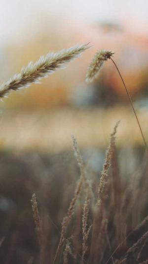 seo刷网站排名公司截图3